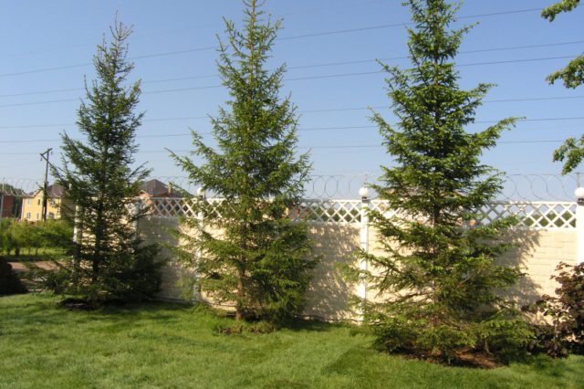 When building a fence near trees, you need to follow several rules and laws